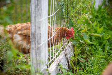 Brown hens inside the chicken coop with fresh morning light - he