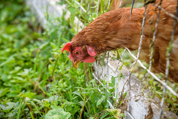 Brown hens inside the chicken coop with fresh morning light - hen on a traditional farm - sunrise in the chicken coop