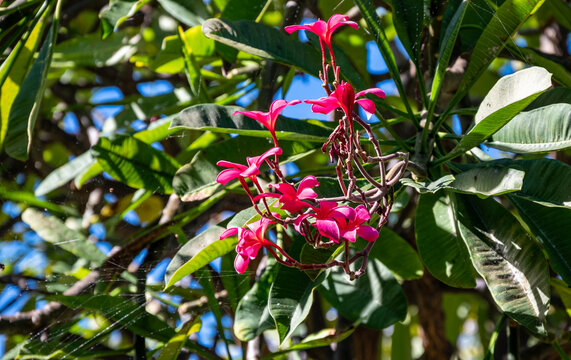 Vivid red plumeria blooms on its tree on a sunny morning on Lanai. 