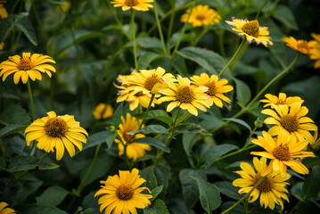 Yellow vivid flowers of heliopsis grow in summer on a stone wall. Heliopsis scabra yellow flower