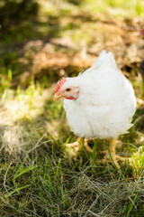 A hen on a farm in a pen. Live chicken farmers in the village. Chicken farm. Chickens walking on the grass and lawn. Home production of chickens