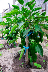 Green peppers grow on the plant in the home garden. Fresh organic vegetables