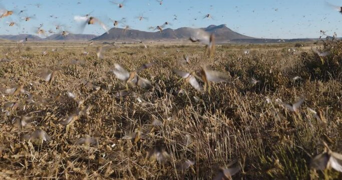 Tracking shot.Millions of brown locust swarms decimating crops in Africa linked to Global warming, Climate change,Climate emergency