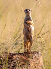 Meerkat, Addo Elephant National Park