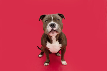 Portrait serious American bully terrier dog. Isolated on red colored background - obrazy, fototapety, plakaty