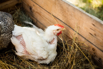 A hen on a farm in a pen. Live chicken farmers in the village. Chicken farm. Chickens walking on the grass and lawn. Home production of chickens