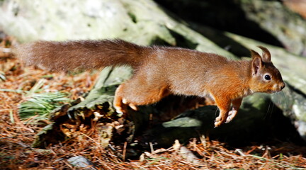 Obraz premium Leaping red squirrel