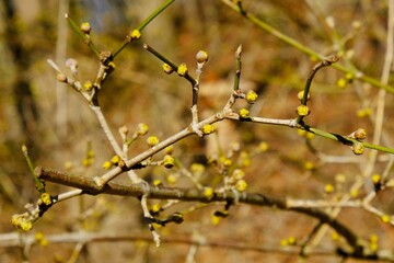 The blooming tree with yellow flowers - Cornus mas (Cornelian cherry, European cornel or Cornelian cherry dogwood) in very early spring