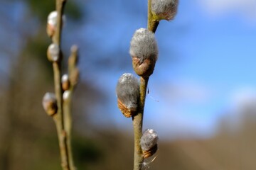 Close up of  catkins of Salix caprea (goat willow, also known as the pussy willow or great sallow) in very early spring