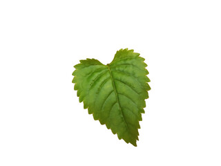 heart leaf