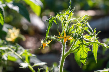 Yellow flowers of tomatoes on a branch blossomed on a green bush. The flowers are small with elongated sharp petals. Around the tomato leaves. The concept of gardening, organic products, farmers.