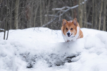 smiling funny red dog of the pembroke welsh corgi breed in a jump between snowdrifts in winter