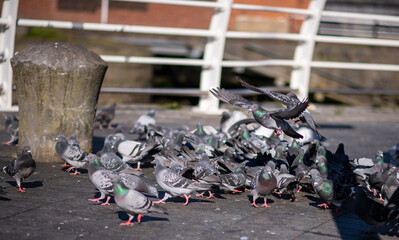 pigeons in urban agglomeration - obrazy, fototapety, plakaty