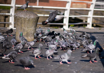 pigeons in urban agglomeration