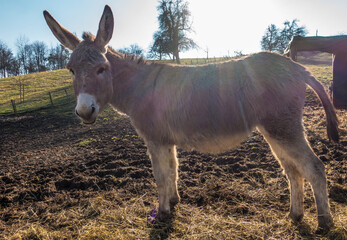Junge Esel auf der Weide im Frühjahr