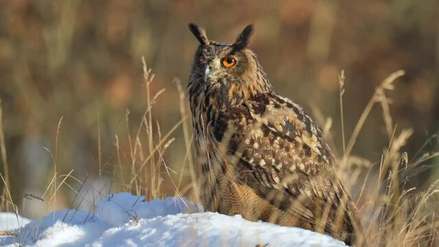A beautiful Eurasian eagle-owl (Bubo bubo) sitting in the snow on the ground in a winter forest. Close up of the head.