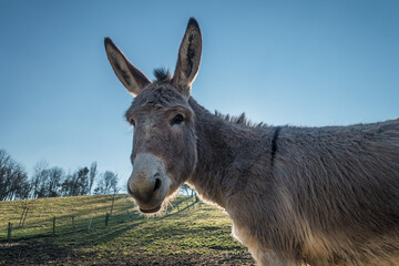 Junge Esel auf der Weide im Frühjahr
