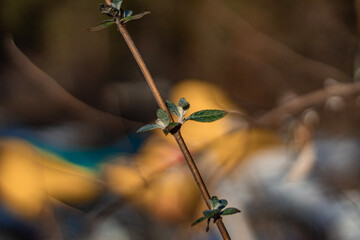 dragonfly on a branch