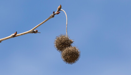 Seed pods of the Anatolian sweetgum (Liquidambar orientalis), endemic to Marmaris - Mugla, Turkey