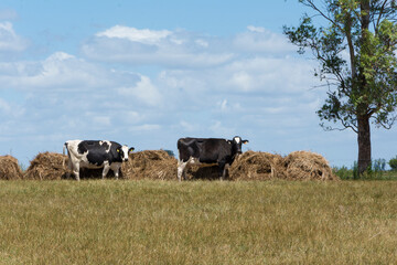outdoor dairy cows eating alfalfa hay and ration