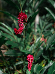 Red ginger flowers growing on the rainforest. Close up.