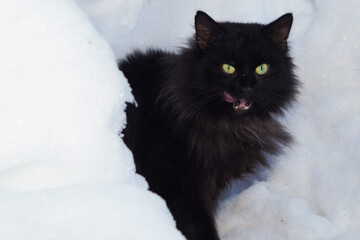 A black fluffy cat is sitting in the snow and licking his lips