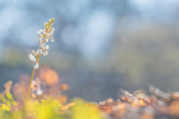 Corydalis cava or solida spring flower in nice bokeh