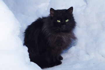 A black fluffy cat is sitting in the snow