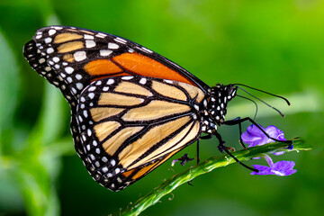 Macro shots, Beautiful nature scene. Closeup beautiful butterfly sitting on the flower in a summer garden.