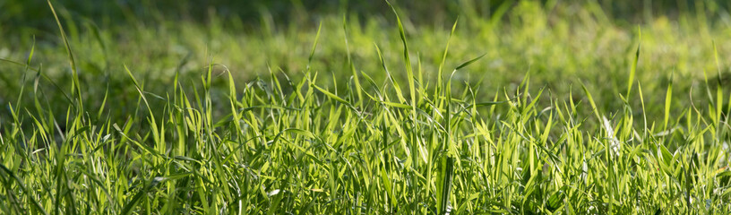 Grasses in Spring