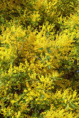 Branches of Acacia dealbata tree ( mimosa ) in bloom. Bright yellow flowers on sunny spring day. Beautiful floral background