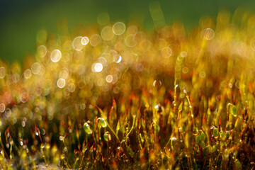 Beautiful floral spring abstract background of nature.