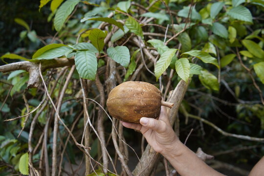 Pachira Aquatic Aubl. is a tropical wetland tree in the mallow family Malvaceae native to South America. Names Malabar chestnut, French peanut, Guiana chestnut, Provision tree, Saba nut, Monguba.