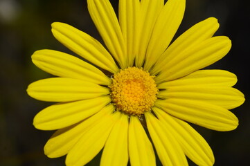 close up of yellow daisy
