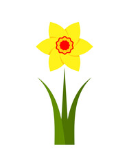 daffodil flower isolated on white background