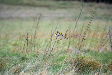a flock of Goldfinches (Carduelis carduelis) feeding amongst winter meadow grass stalks