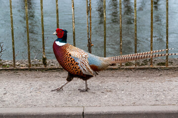 close up of a magnificent strutting male cock pheasant (Phasianus colchicus) on a pathway in front of railings and a river backdrop