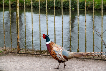 close up of a magnificent strutting male cock pheasant (Phasianus colchicus) on a pathway in front of railings and a river backdrop