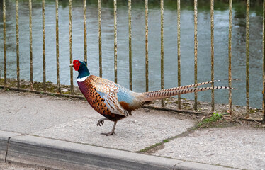close up of a magnificent strutting male cock pheasant (Phasianus colchicus) on a pathway in front of railings and a river backdrop