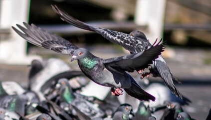 pigeons in urban agglomeration