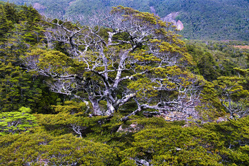 Gnarled old mountain beech tree (Nothofagus solandri var. cliffortioides) in the alpine forest of Mount Ruapehu, North Island, New Zealand
 - obrazy, fototapety, plakaty