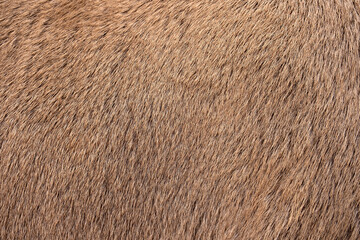 Real deer skin. Nature animal body patterns close-up. Redhead brown fur background, fur pile texture. Selective focus. Copy space.