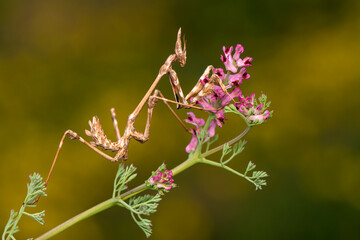 Close up of pair of Beautiful European mantis ( Mantis religiosa )
