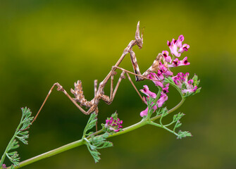 Close up of pair of Beautiful European mantis ( Mantis religiosa )