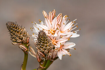 Close up beautiful shot of flower