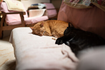Two cats sleeping together on the coach