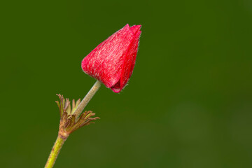 Close up beautiful shot of flower