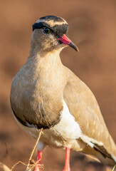 Crowned Lapwing, Kruger National Park