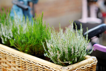 White heather plants blossoming in wicker boxes.