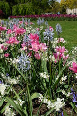 rosa und blaue Blumen